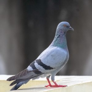 Pigeon