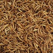 Dried Mealworms Carton 12.55kg