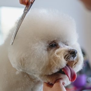 Dog Grooming, Cleaning & Odour Control