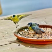 Wild Bird Seeds, Nuts & Mixes
