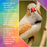 SkyGold Gourmet Foreign Finch