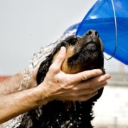 Dog Health, Hygiene & Wellbeing