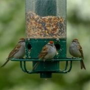 Wild Bird Feeders & Tables