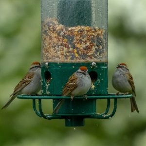 Wild Bird Feeders & Tables
