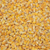 Whole Maize O/L 20kg