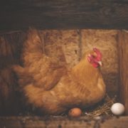 Poultry Bedding, Housing & Runs