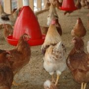 Poultry Feeders and Drinkers