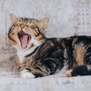Cat Health, Hygiene & Wellbeing