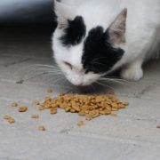 Cat Food - Dry