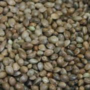 Hemp Seed (Standard) 15kg