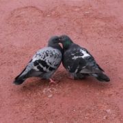 Pigeon Grit & Picking Stones