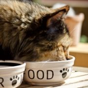Cat Food - Wet
