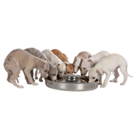 Puppy Bowl Stainless Steel 1.4 L 29cm