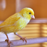 SkyGold Special Canary 20Kg