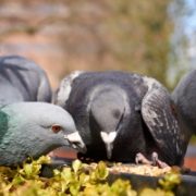 Pigeon Seed, Feed & Mixes
