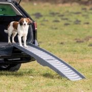 Dog Car Accessories