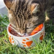 Cat Bowls, Feeders & Fountains
